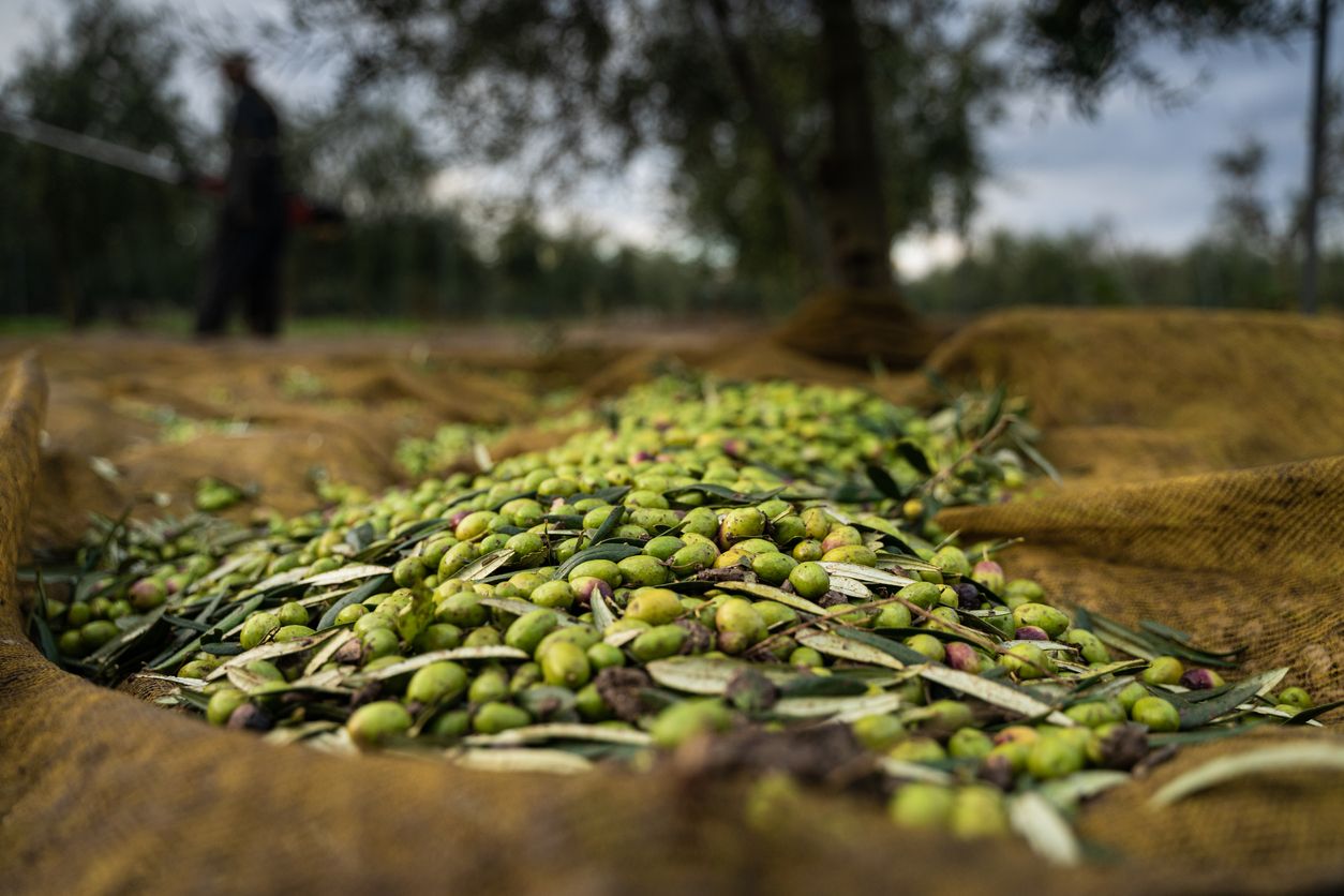 Las tierras de Sax están llenas de olivos y almendros.