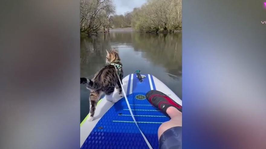 Gato en Kayak | Bongo, gato que se hecho viral por deportes extremos