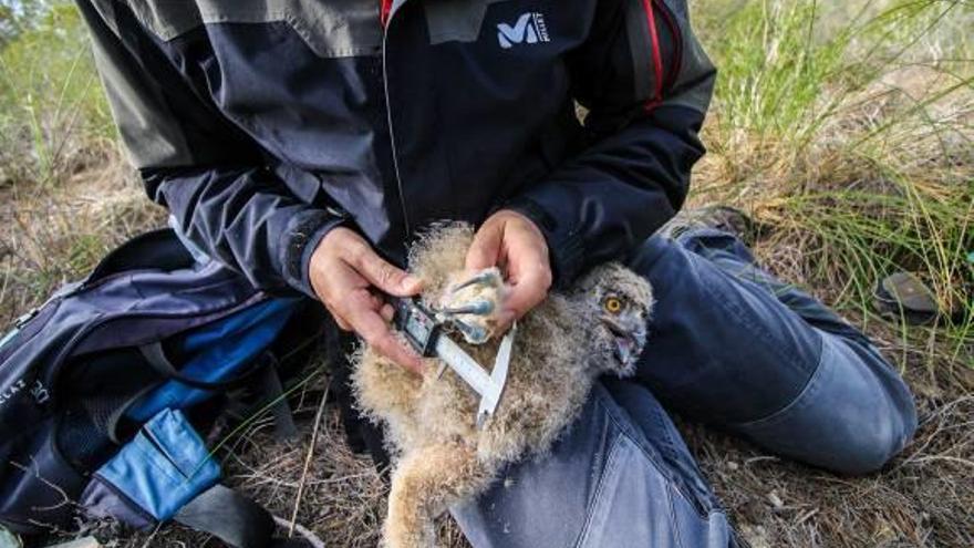 Equipo Tras la pista de estas aves para conseguir información