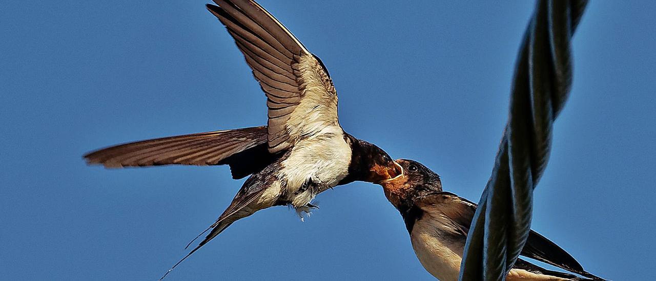 Dos ejemplares de golondrina localizados en Asturias.   | N. LÓPEZ-JIMÉNEZ