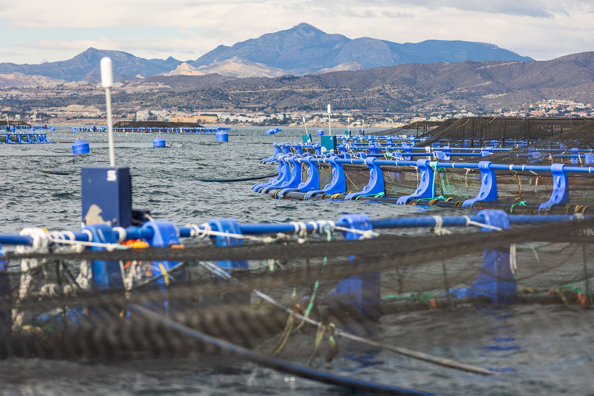 Los secretos de la piscifactoría de El Campello