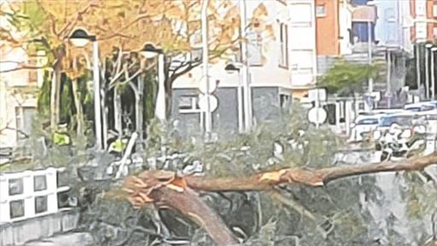 Cortan el túnel de Furs de València por la caída de parte de un árbol