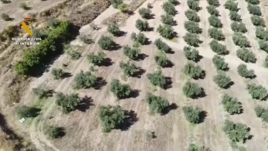 Dos investigados por cultivar marihuana en dos fincas rurales en Aniñón