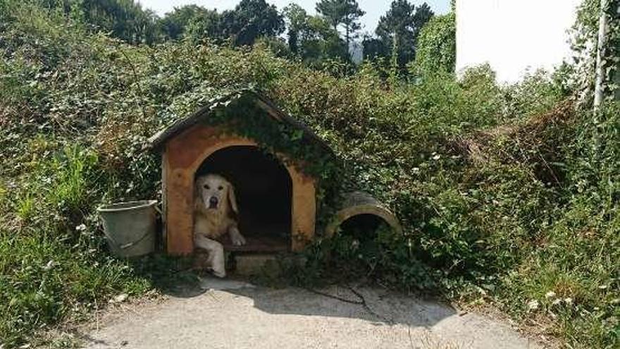 Perro atado permanentemente que denuncia Libera.