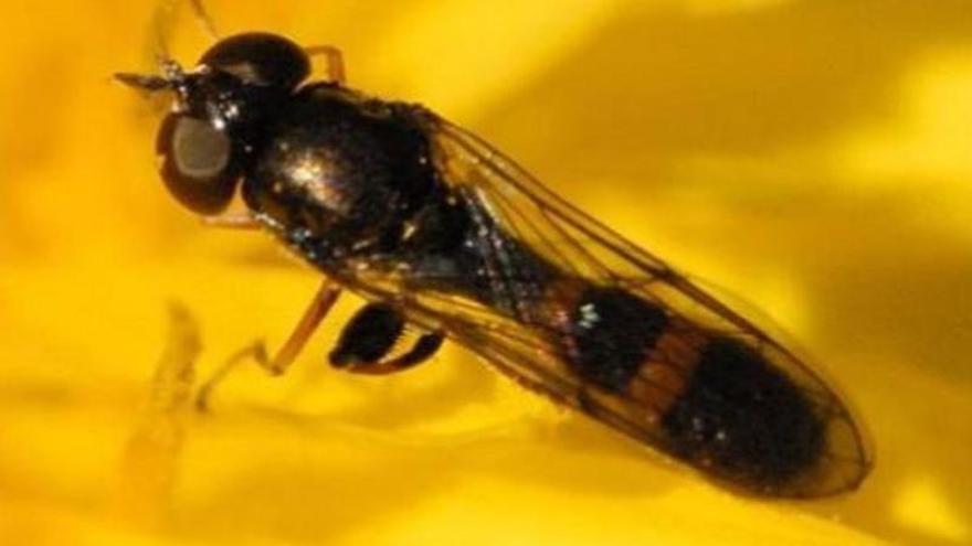 Del 'ferreret' a abejas endémicas de Capdepera: éstas son las especies de Mallorca bajo amenaza