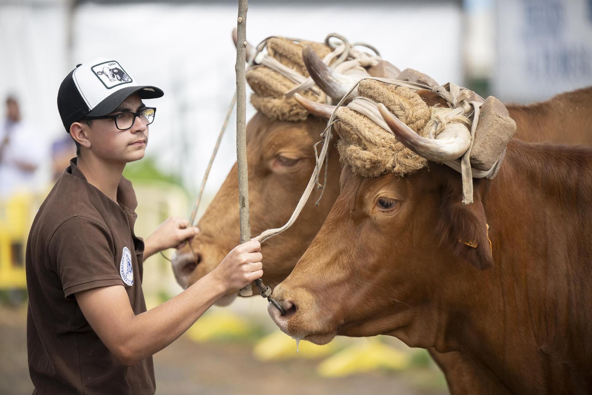 XXXII Edición del Concurso y Exposición de Ganado Selecto