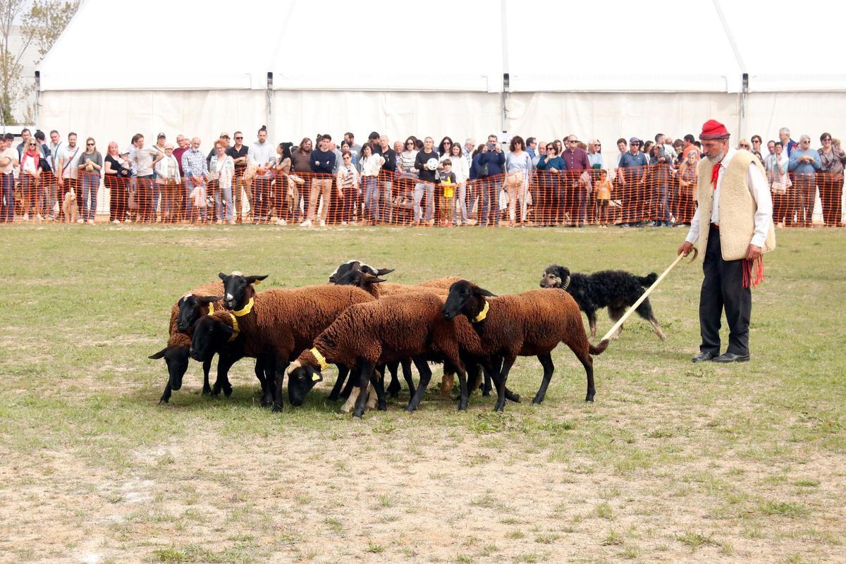 Una exhibició de gossos d'atura en una edició passada de la fira.