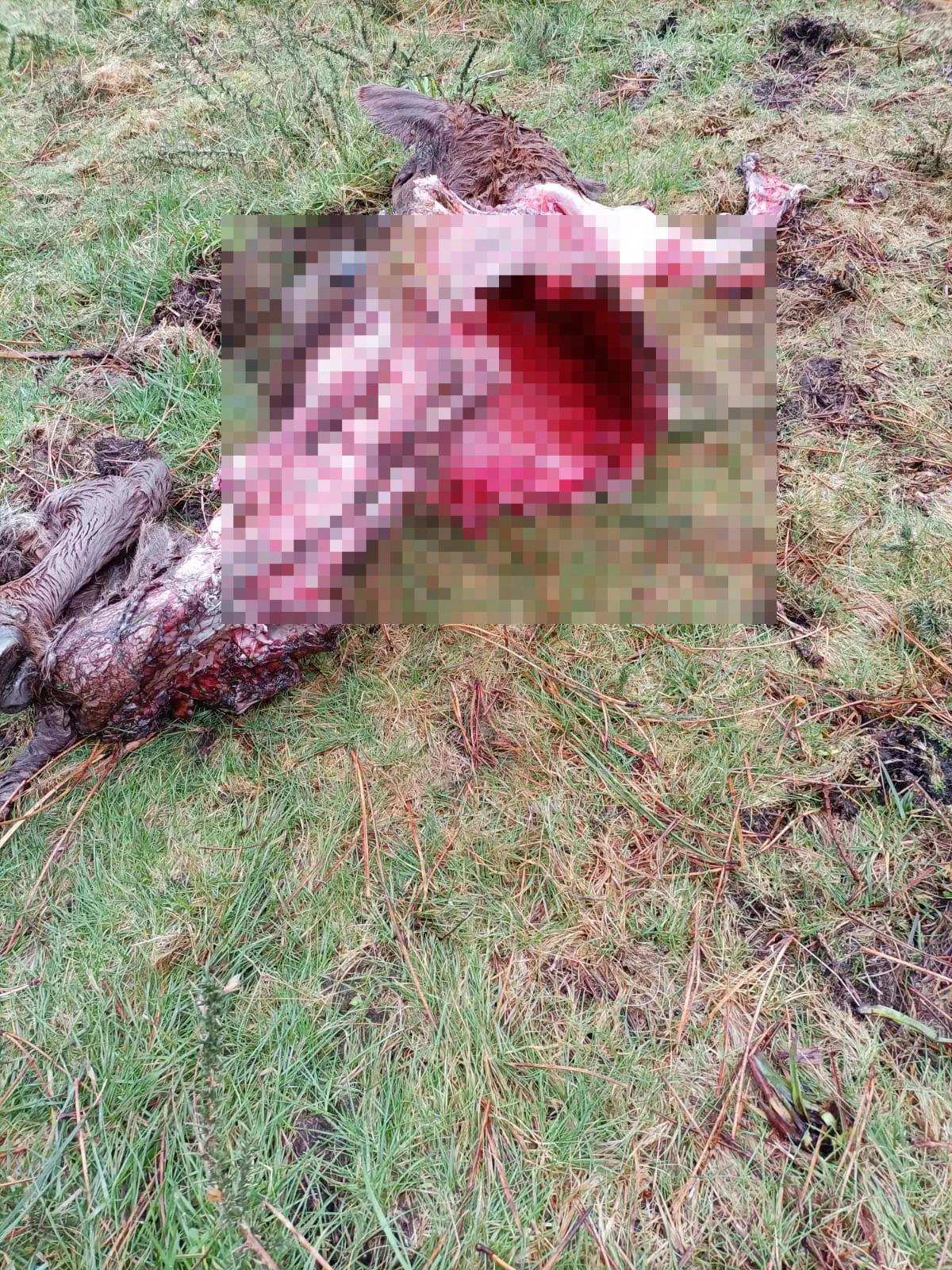 Resto dun dos becerros atacados polos lobos en Vimianzo.