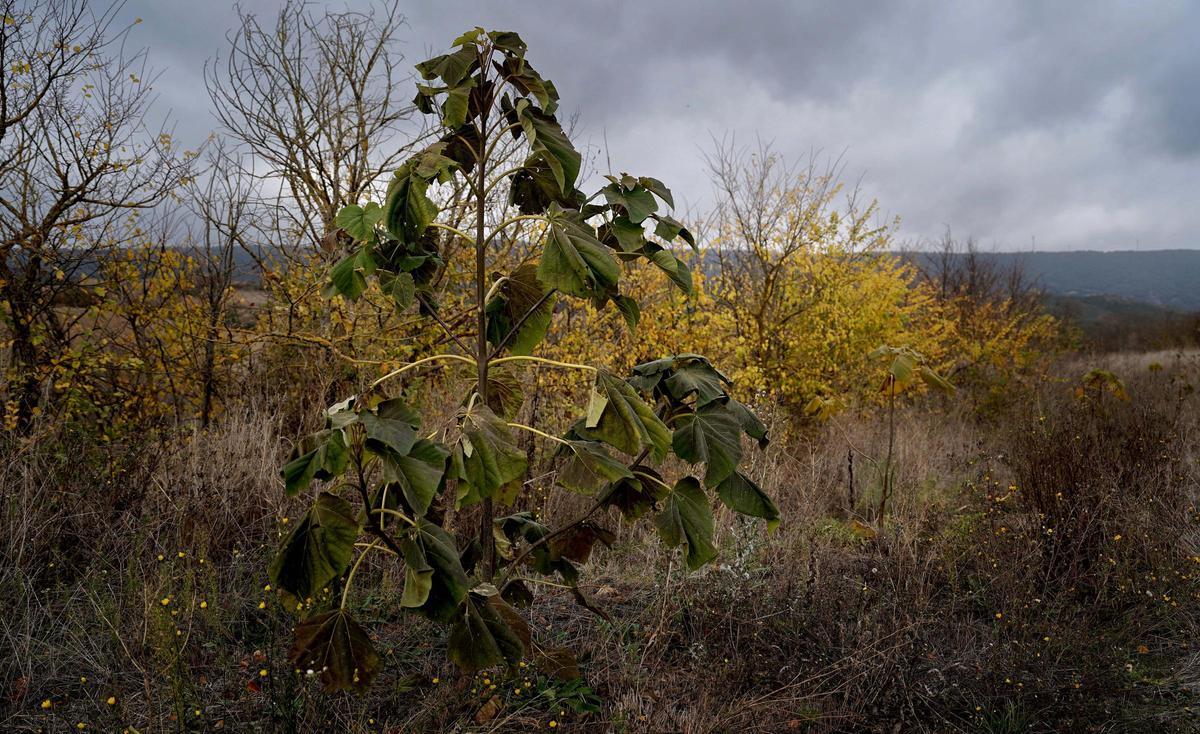 Bárcena de Bureba, el pueblo de Burgos que una pareja de holandeses quieren convertir en ecoaldea.