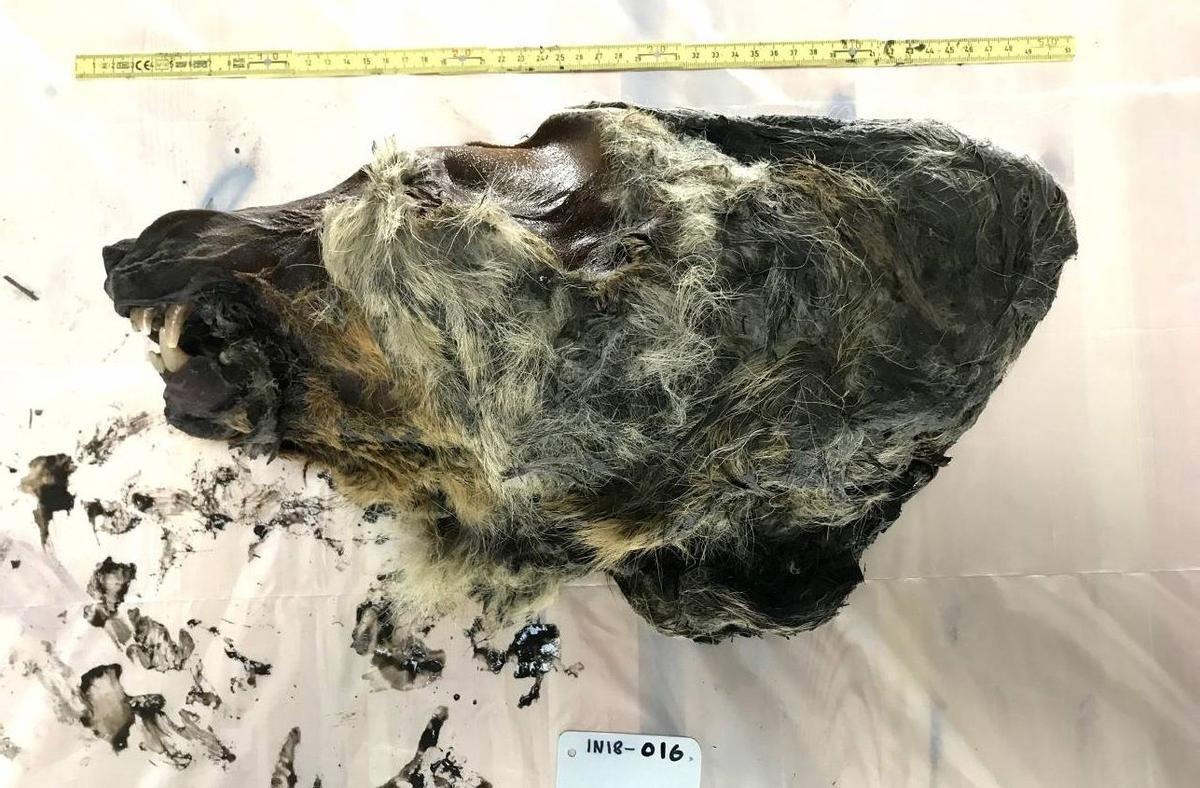 Un cráneo de lobo de 32.000 años de antigüedad procedente de Yakutia del que se secuenció un genoma