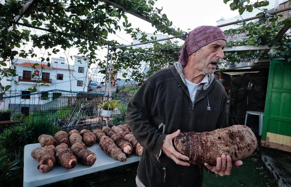 Guisado de ñames en Garachico