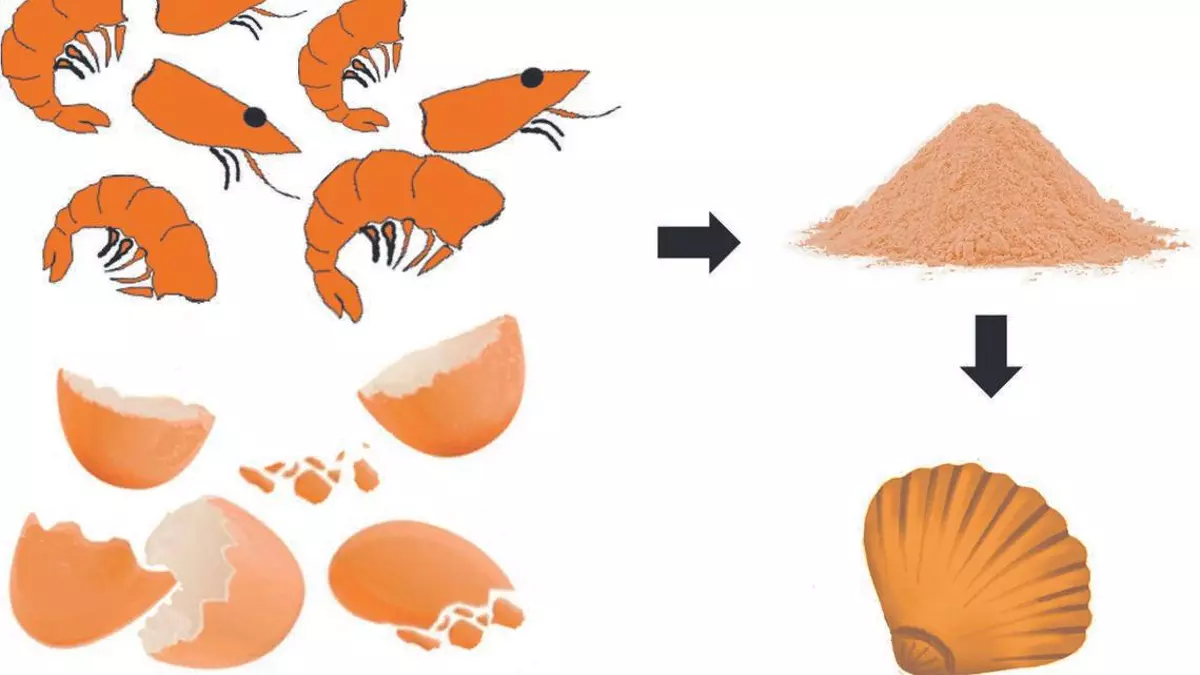 Exoesqueletos: la cáscara del langostino