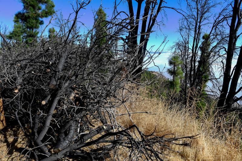 15-10-19 SUPLEMENTOS. ZONA CUMBRERA. ZONA CUMBRERA. Reportaje zonas quemadas tras dos meses. Reportaje triple entrega sobre el paisaje quemado, al cumplirse dos meses. La primera parte será Los tesosos de la Cumbre, en plan más positivo, con los brotes verdes, lugares que visitar. Un segundo con los héroes sin capa, sus protagonistas y una tercera con Lo que el fuego se llevó o Lo perdido, la parte más triste.  Fotos: Juan Castro.  | 15/10/2019 | Fotógrafo: Juan Carlos Castro