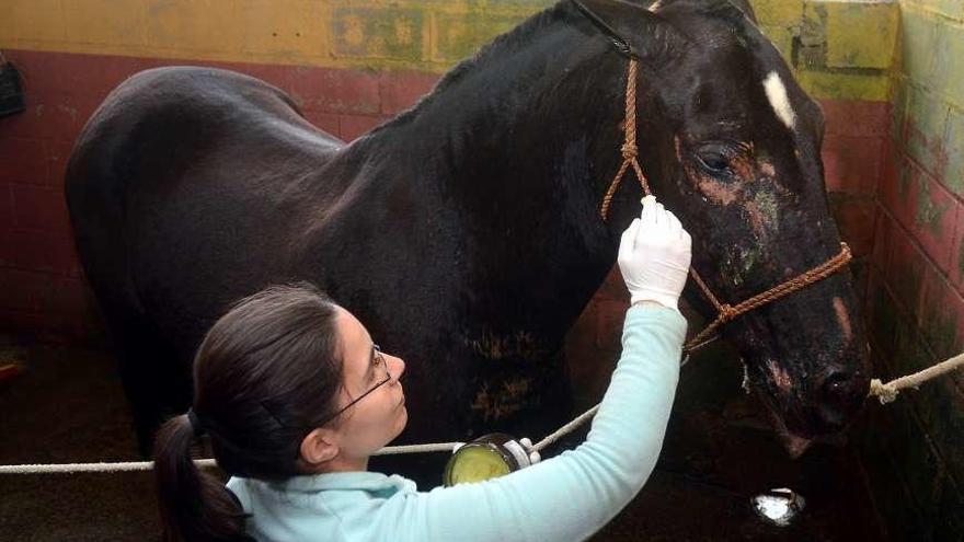 Una joven aplica crema a la yegua más afectada. // R.V.