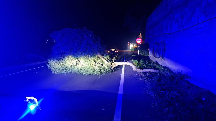 The wind causes tree falls in Tenerife