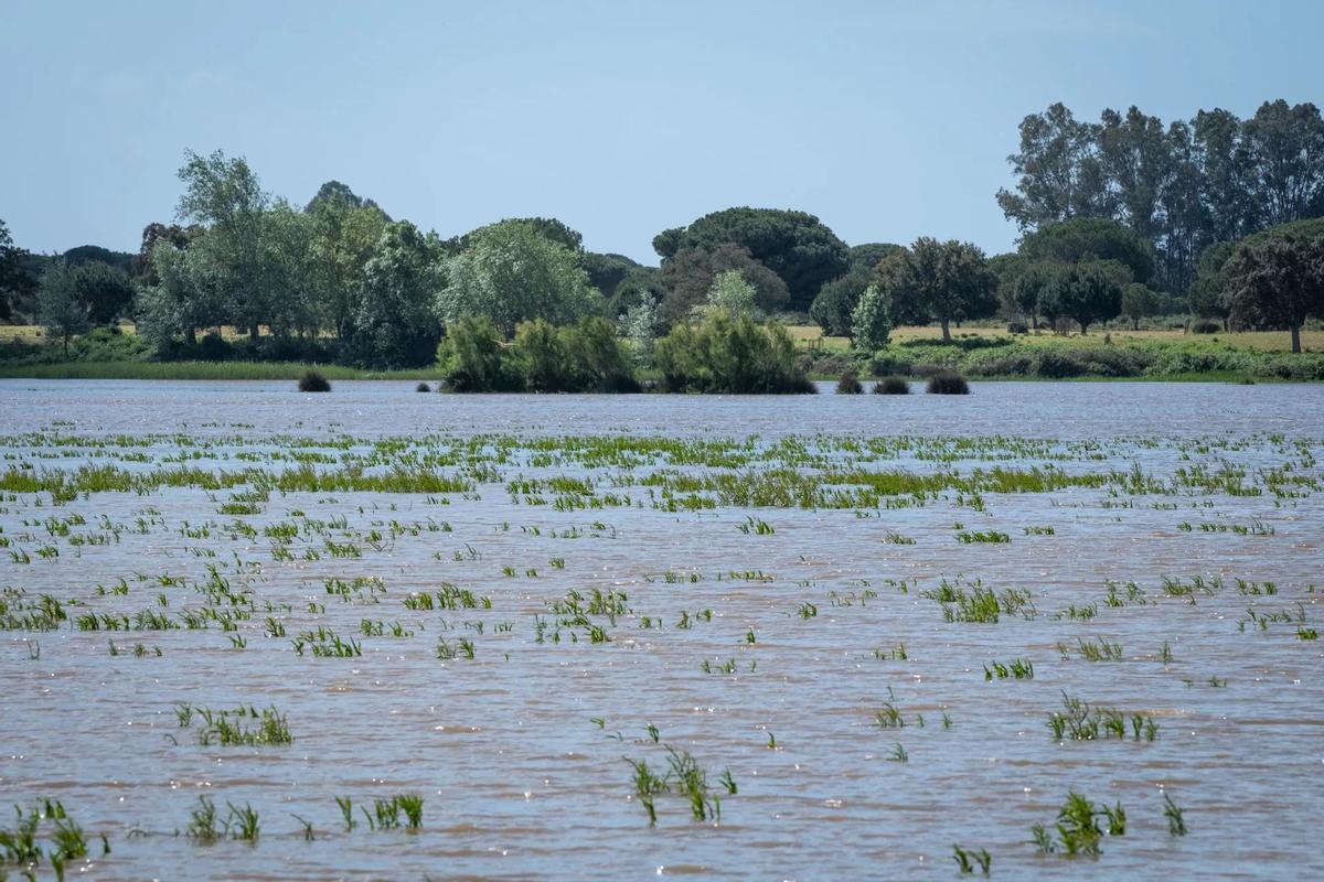 Vista de las marismas de la aldea almonteña de El Rocío (Huelva) junto al Parque Nacional de Doñana.