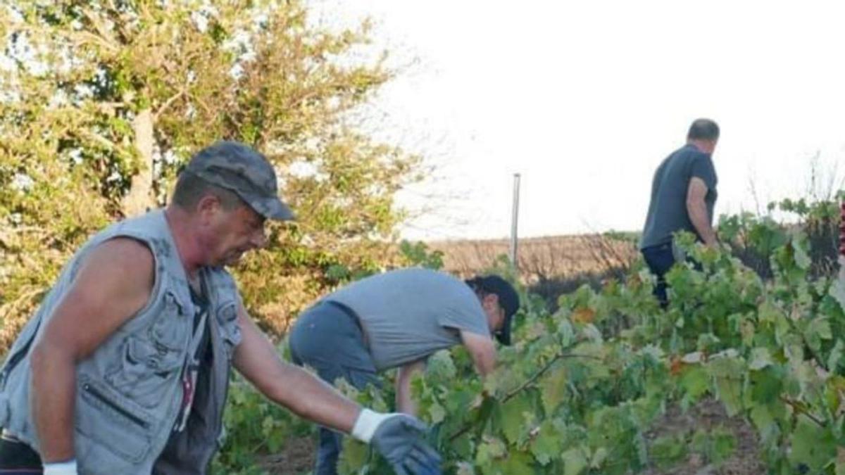 Labores de vendimia en viñedos del pueblo alistano de Figueruela de Abajo | Ch. S. 
