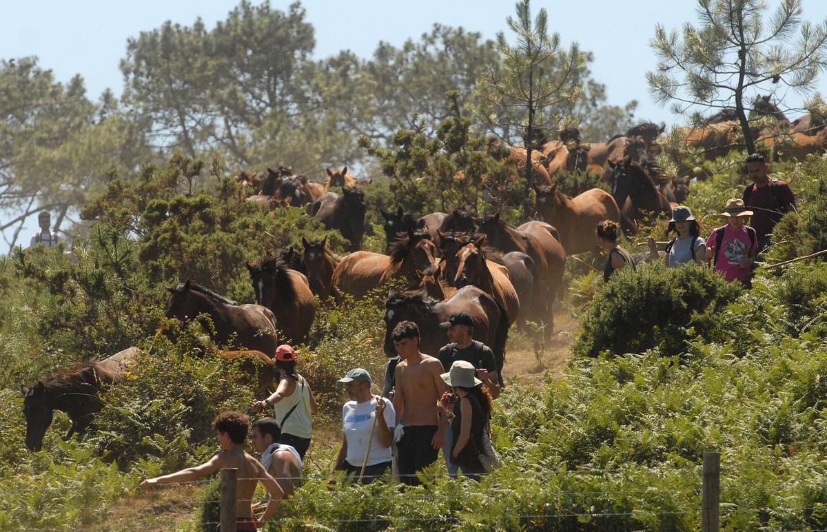 Rapa das Bestas de Sabucedo, A Estrada, 2026.