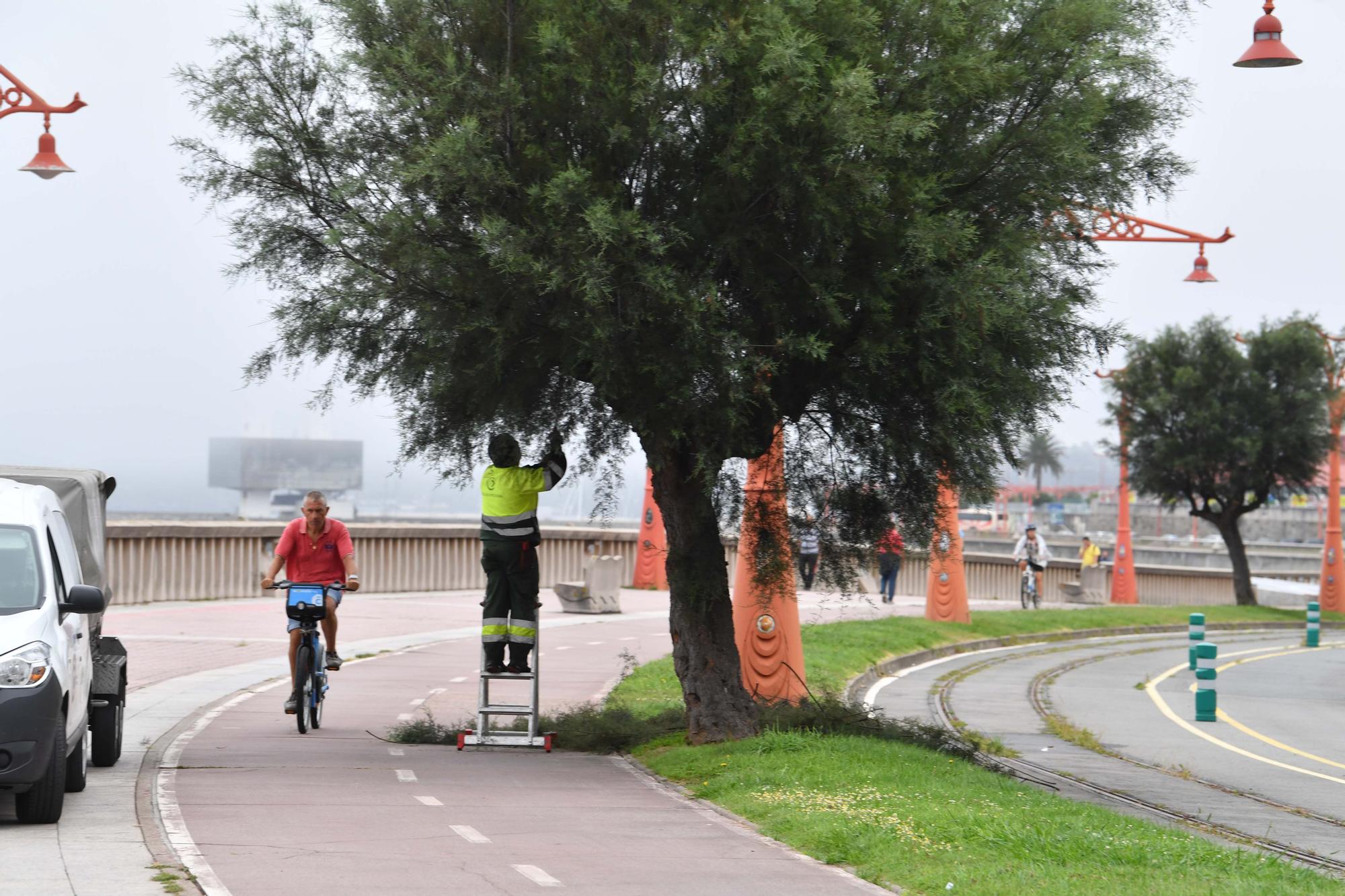 El Concello corta las ramas que invaden algunos tramos del carril bici de A Coruña