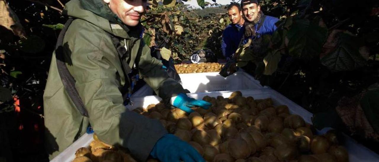 Recogida de kiwis en La Isla, Soto del Barco.