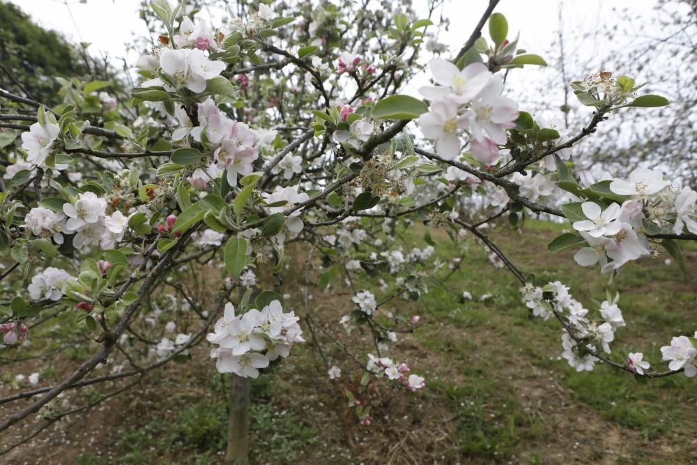 Manzanos en flor en Serín