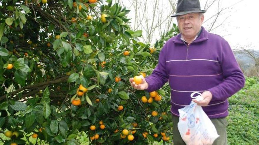 Miguel Solares recolecta cítricos en su finca de Niévares.