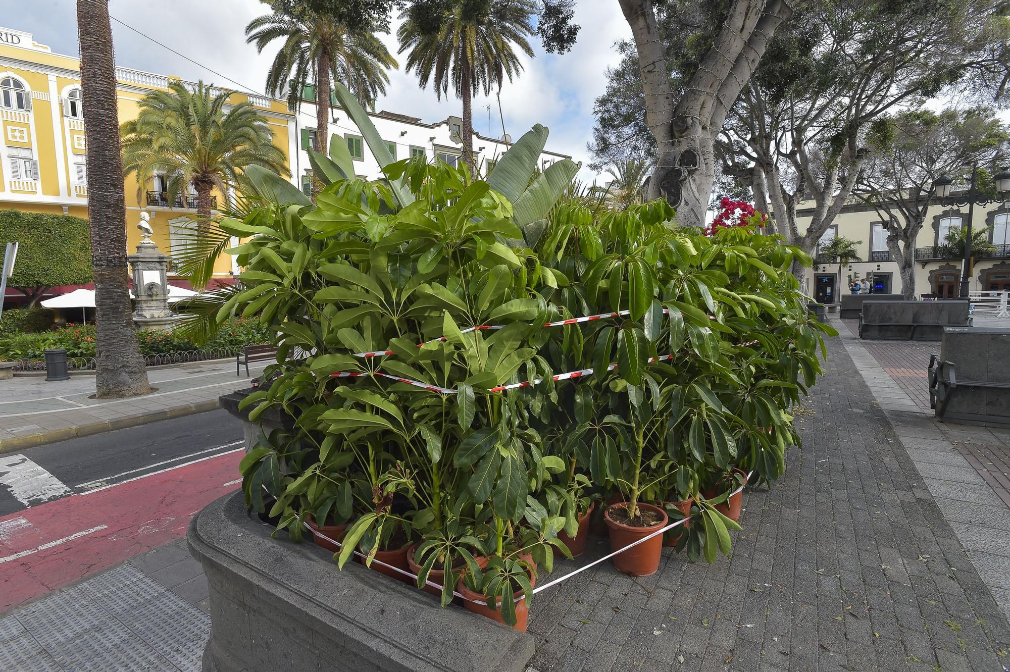 Acondicionamiento de jardines en el entorno de la Plaza de Cairasco con motivo del rodaje de 'The Mother'