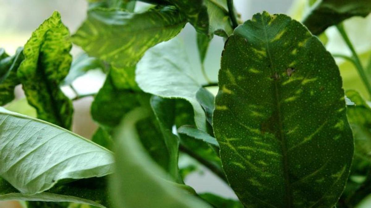 Clorosis nervial amarilla en una hoja de limonero