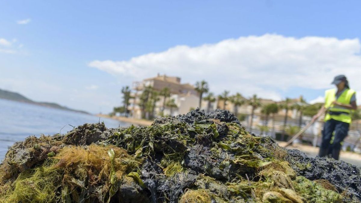 Una operaria recoge las algas acumuladas en una playa de La Manga.