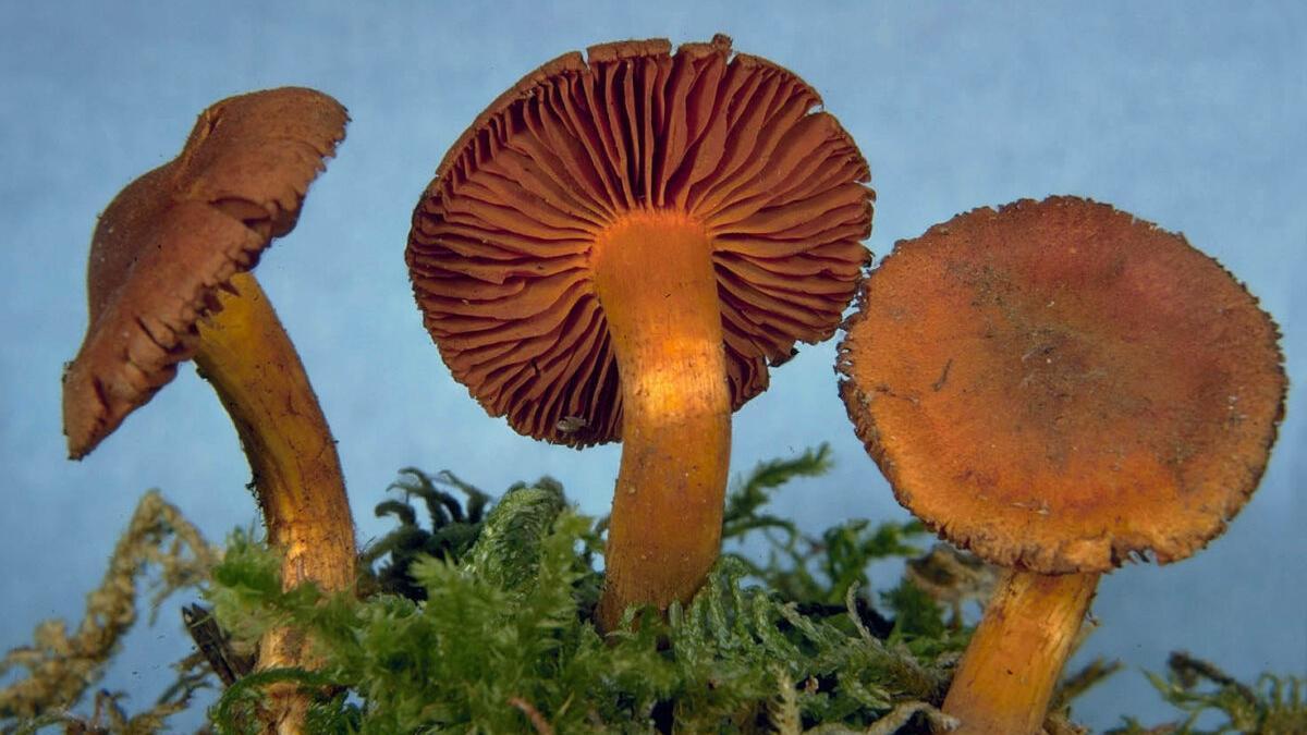 Cortinarius orellanus