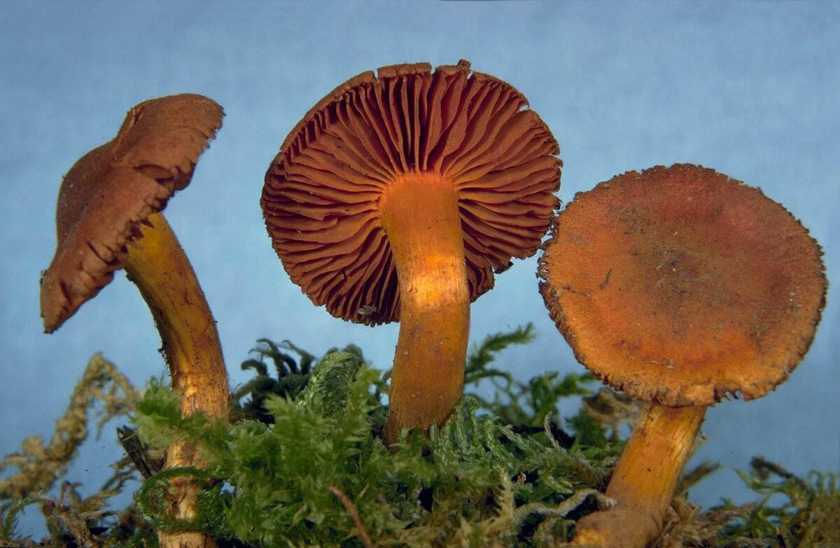 Cortinarius orellanus