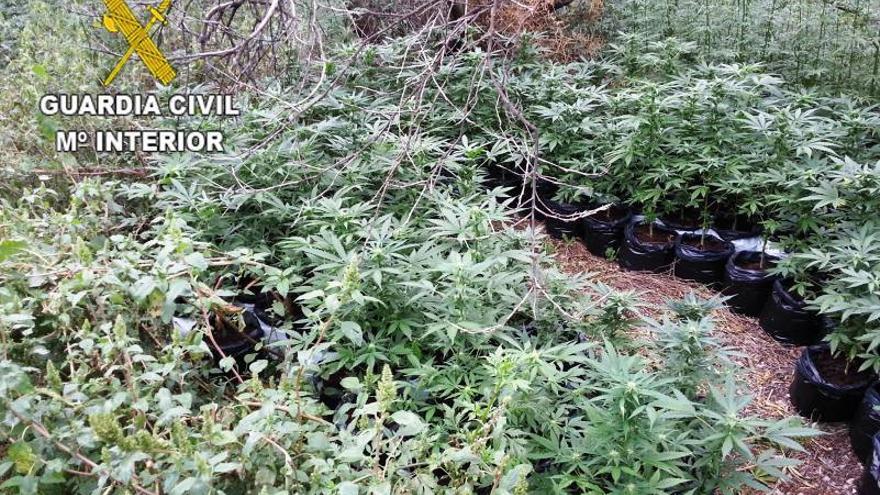 La Guardia Civil detiene a un hombre por cultivar más de 900 plantas de marihuana