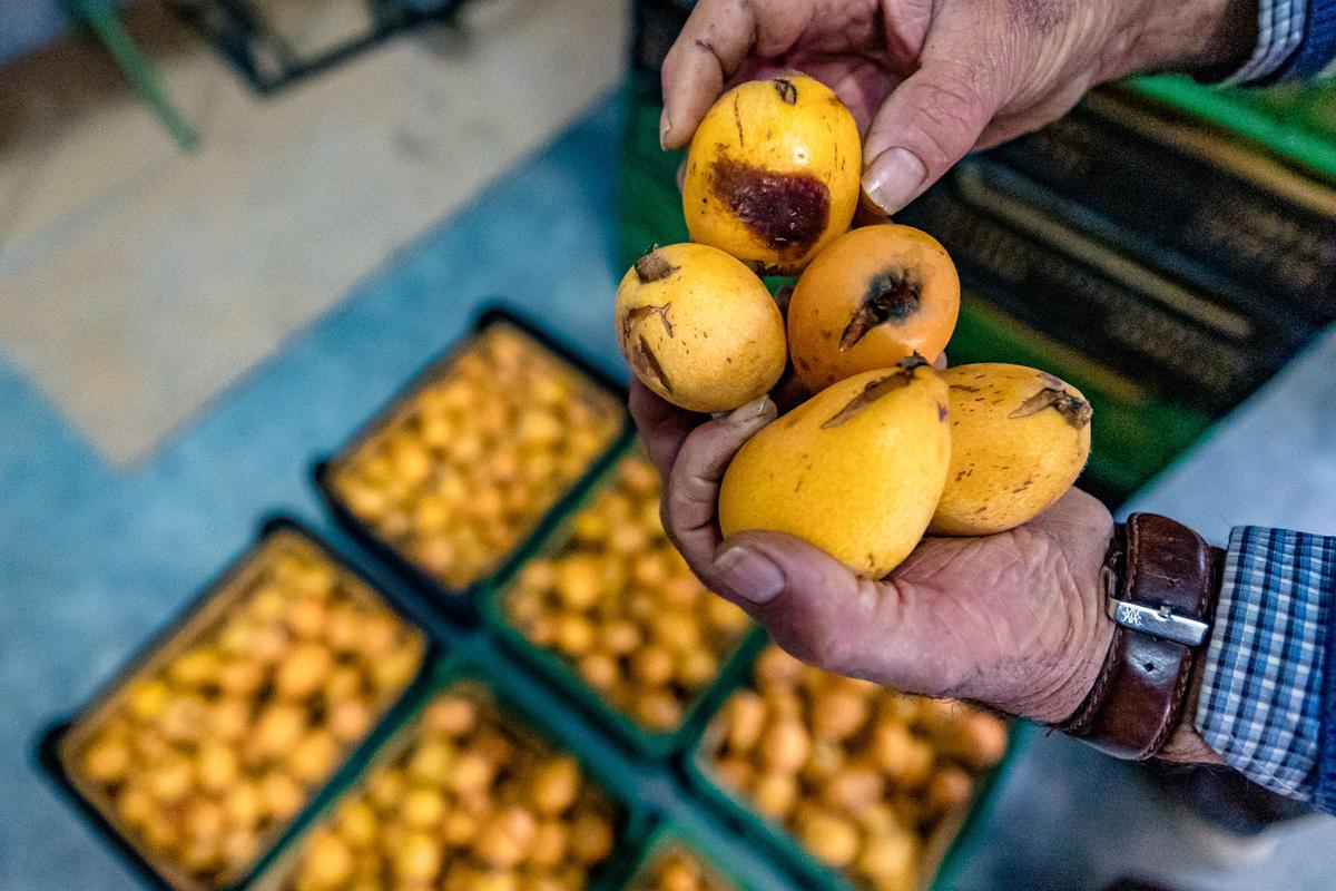 La lluvia echa a perder entre el 20 y el 25% de la cosecha de nísperos y los agricultores no cobrarán el seguro.