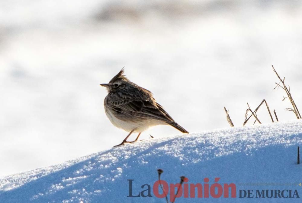 La nieve sigue siendo protagonista en el Noroeste