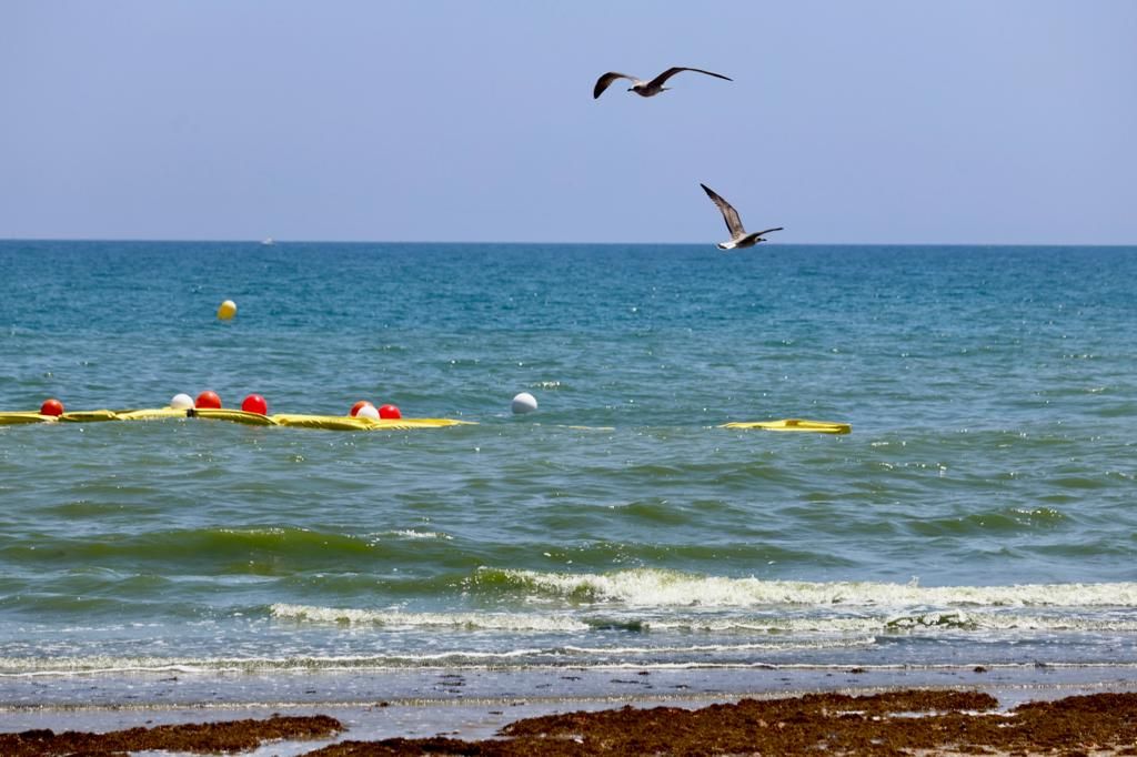 Vertido de agua verde en la playa del Perellonet