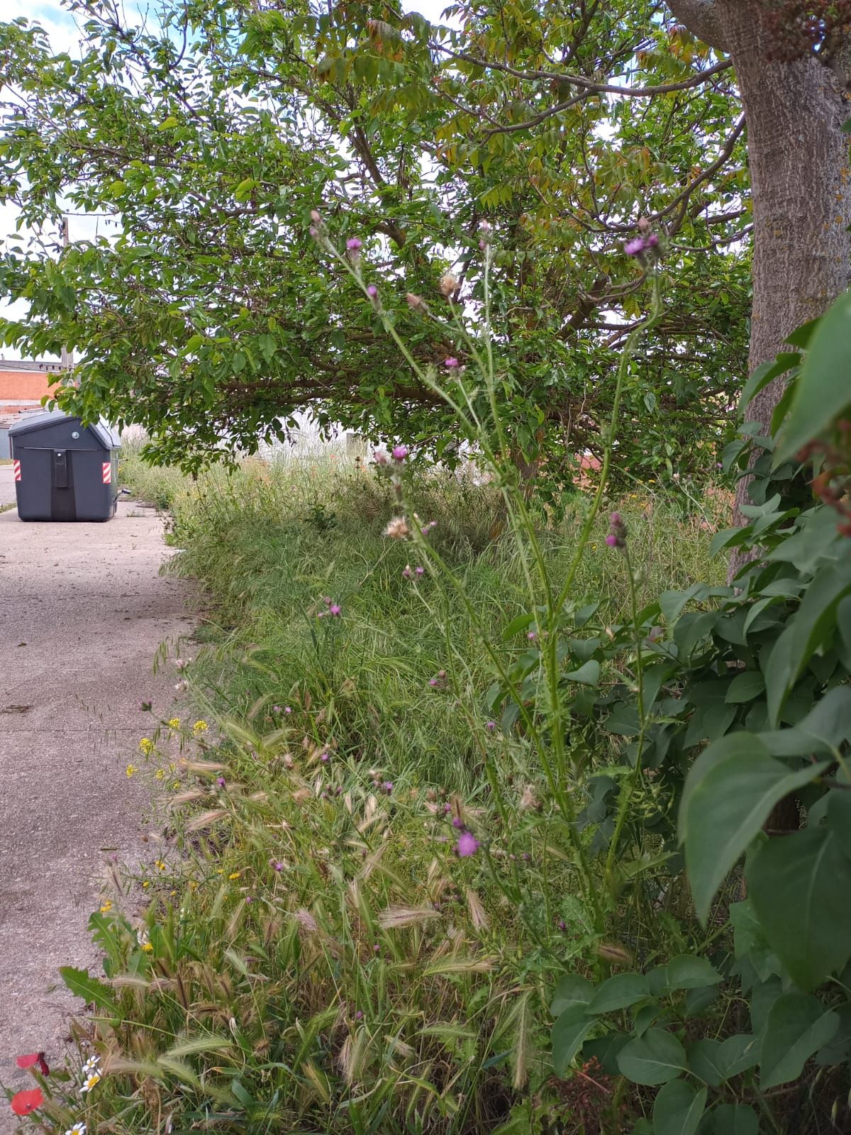 Los vecinos de Alviar en zamora, "hartos" de la maleza descontrolada en sus calles