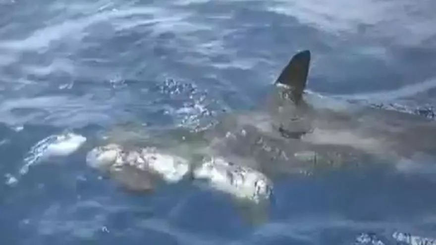 Los tiburones avistados en la orilla de Telde "no suponen un peligro para los bañistas"