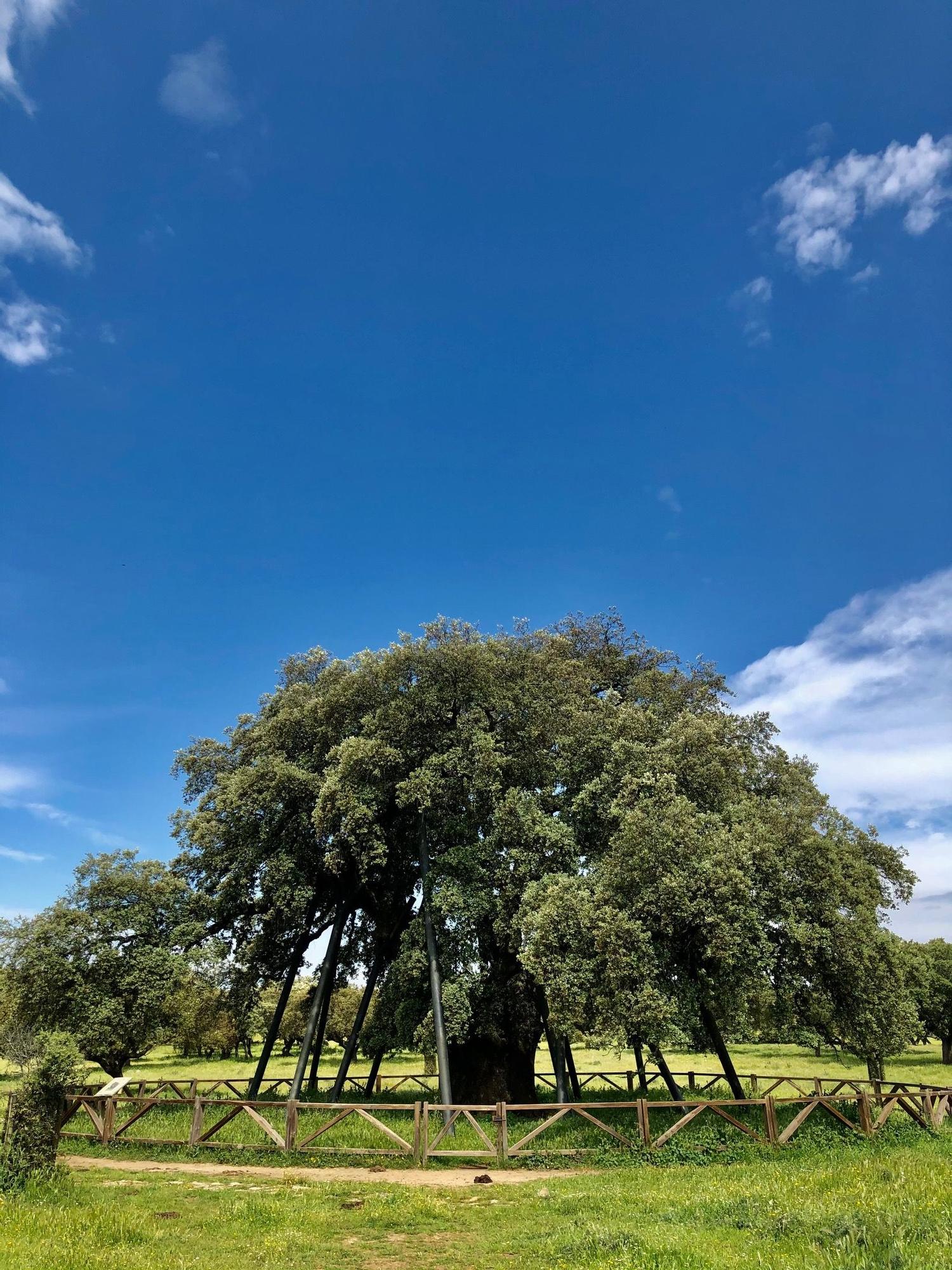 La encina de La Terrona en Badajoz