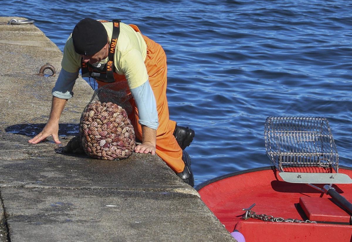 Un mariscador de A Illa sube al muelle con un saco de almeja roja. | IÑAKI ABELLA