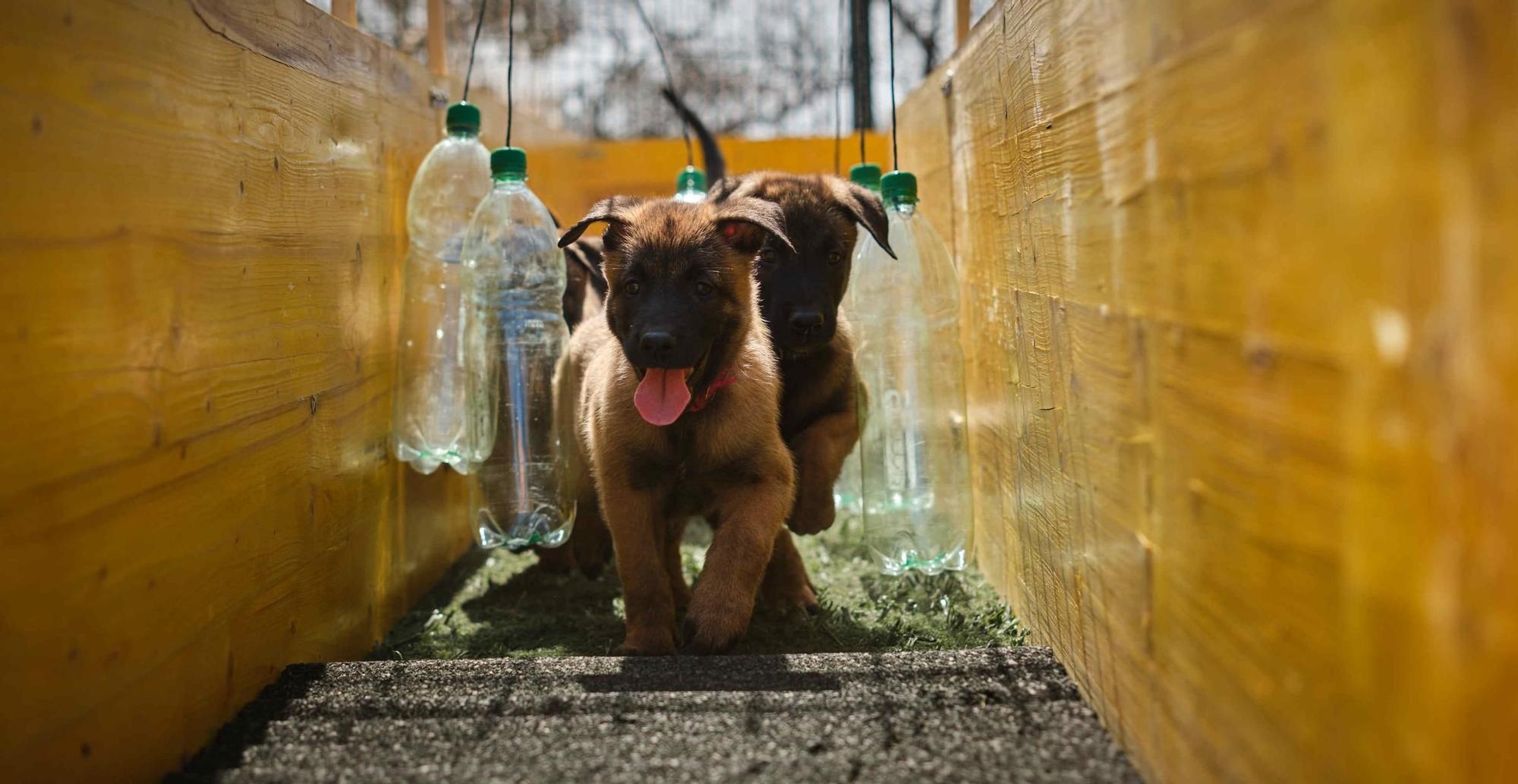 Estos son los nuevos cachorros de la Unidad Canina de la Policía Local de Santa Cruz