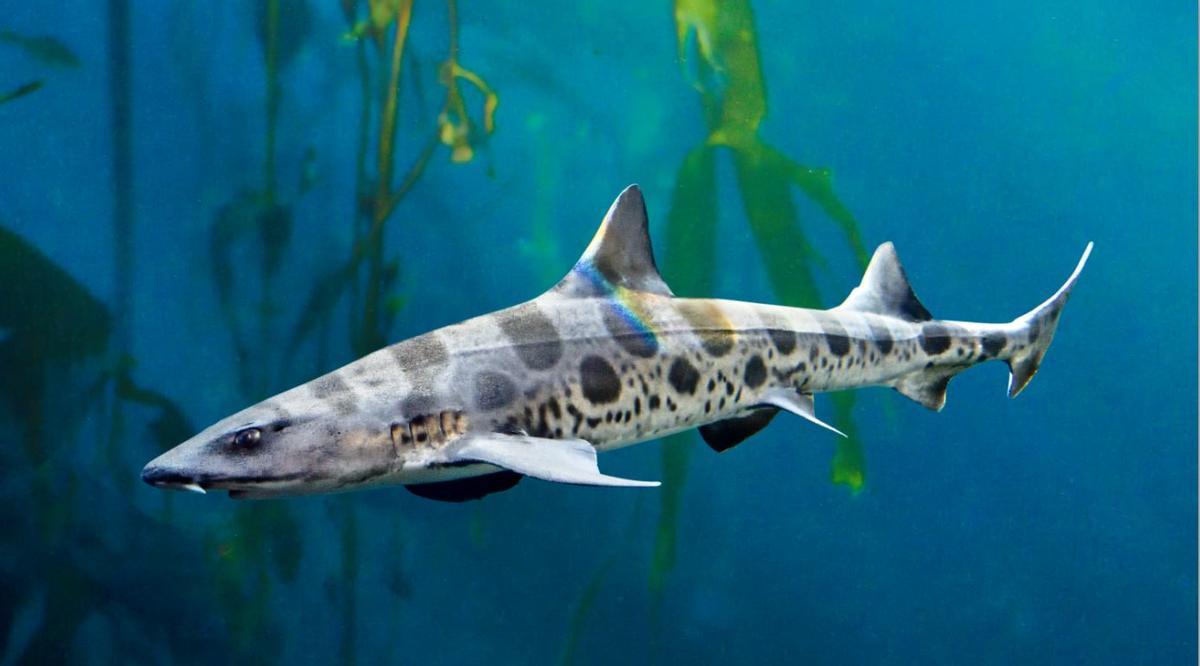 Exemplar de tauró lleopard.