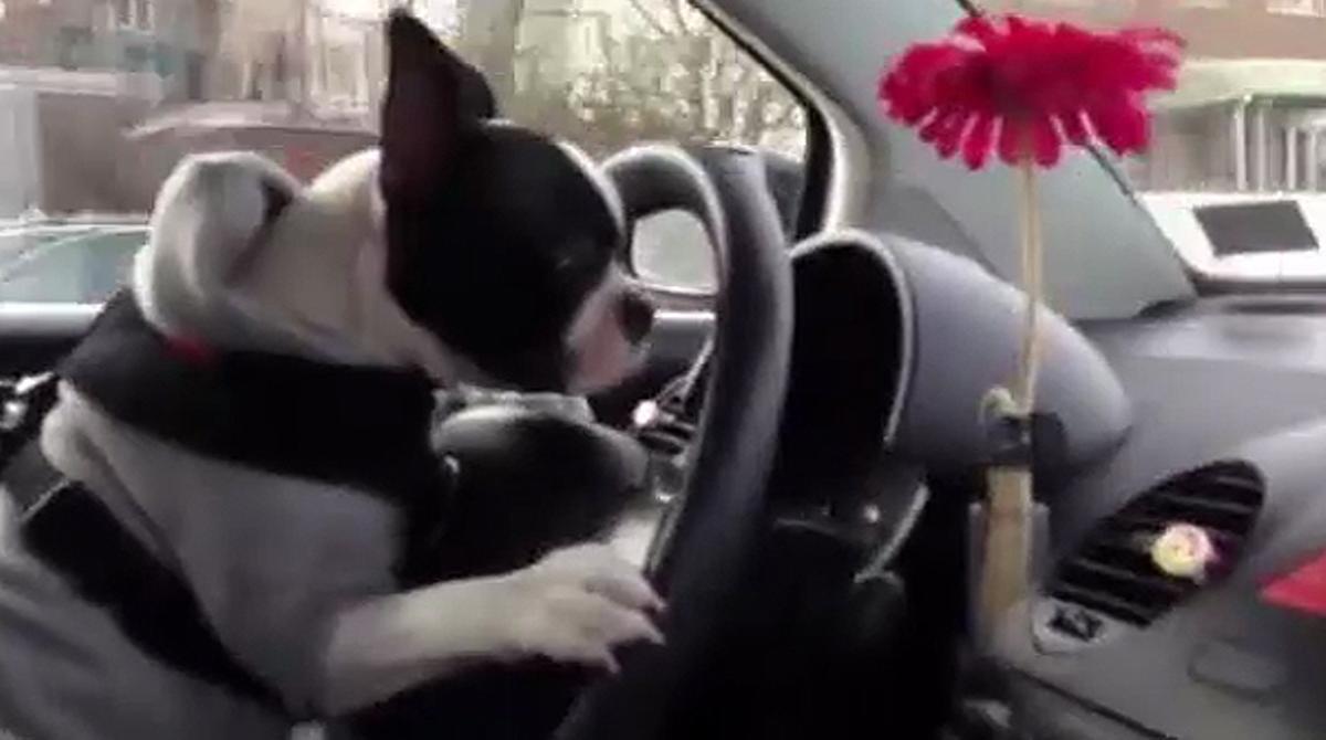 L’animal, de raça Boston Terrier, mostra força traça com a conductor.