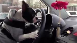 L’animal, de raça Boston Terrier, mostra força traça com a conductor.