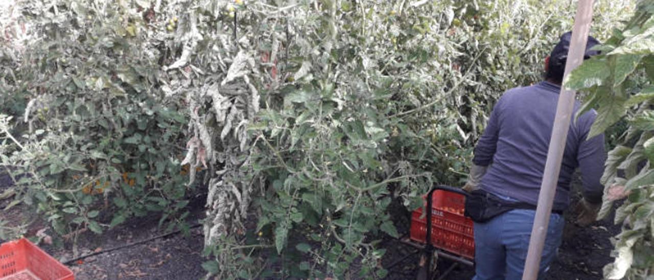 Una persona durante la recolección de tomates en una finca ubicada en el Sur de la Isla.