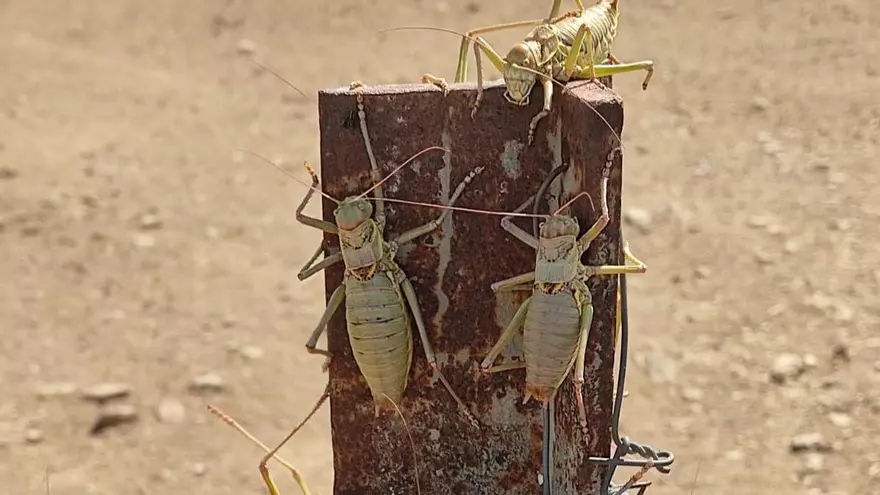 VÍDEO | Plaga de langostas en La Serena: ganaderos piden a la Junta medidas ante una situación que consideran "descontrolada"