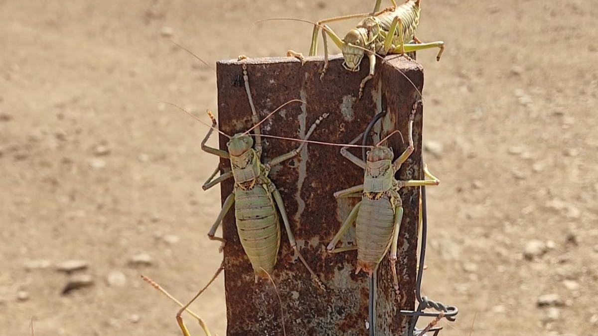 Langostas en una explotación ganadera de Cabeza del Buey.