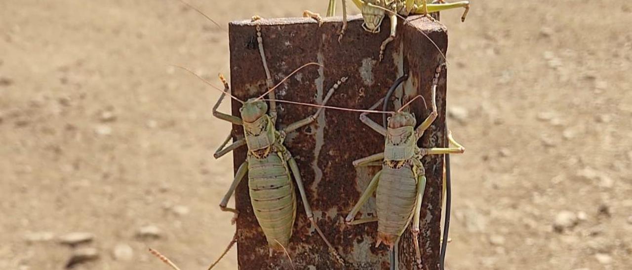 Langostas en una explotación ganadera de Cabeza del Buey.