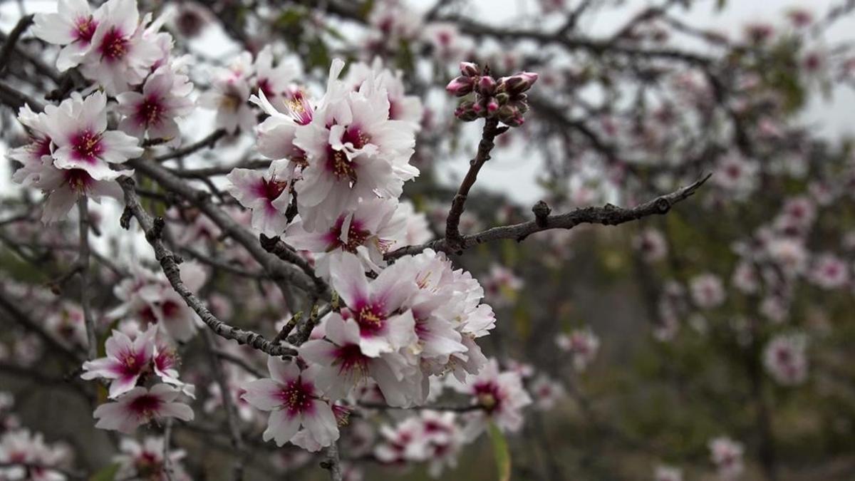 Almendro en flor.