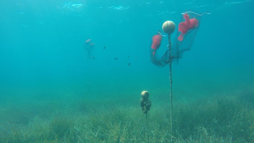 Constatan sólo 10 individuos vivos de nacra en Baleares