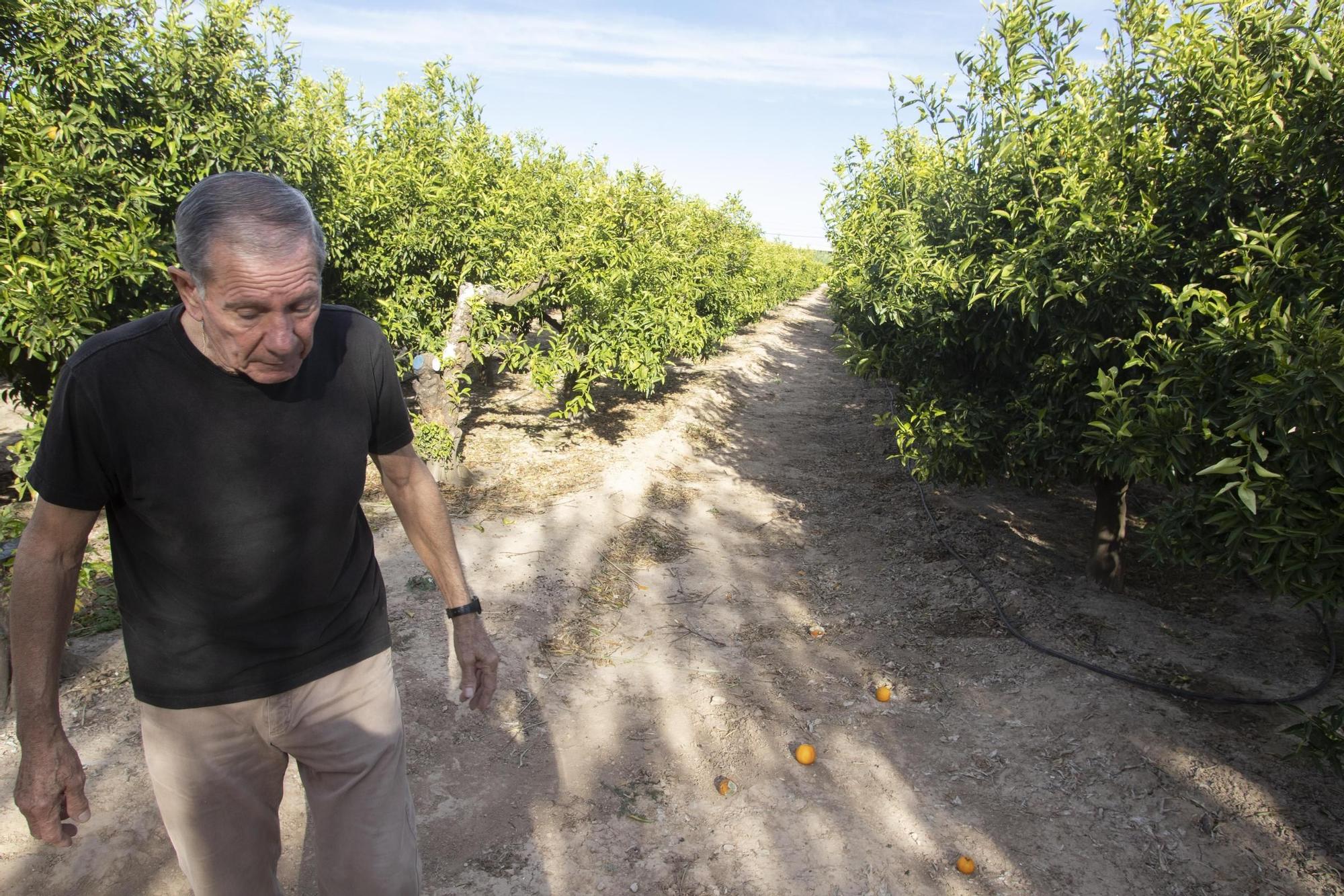 Roban la cosecha de mandarinas en un campo de Alberic